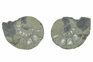 Pyritized Cut Ammonite Fossil Pair - Morocco #276597