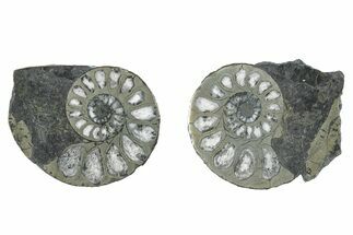 Pyritized Cut Ammonite Fossil Pair - Morocco #276626