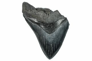 Partial Fossil Megalodon Tooth - Serrated Blade #277376