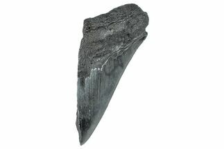 Partial Fossil Megalodon Tooth - South Carolina #277441