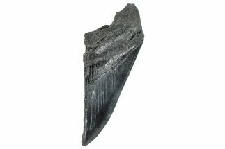 Partial Fossil Megalodon Tooth - South Carolina #277442