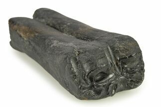 Pleistocene Aged Fossil Horse Tooth - South Carolina #277303