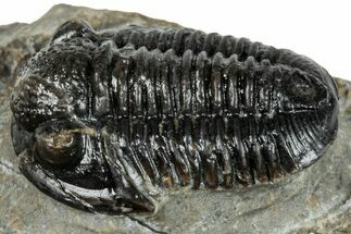 Detailed Gerastos Trilobite Fossil - Morocco #277641