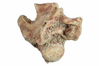 Fossil Sea Snake (Palaeophis) Vertebra - Morocco #277544