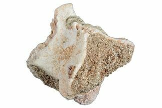 Fossil Sea Snake (Palaeophis) Vertebra - Morocco #277557