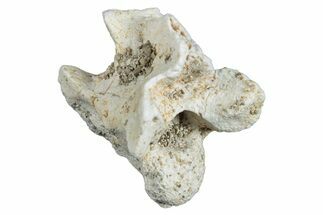 Fossil Sea Snake (Palaeophis) Vertebra - Morocco #277564