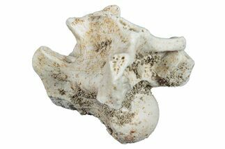 Fossil Sea Snake (Palaeophis) Vertebra - Morocco #277567