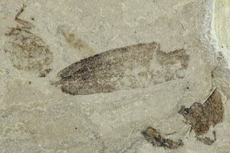 Fossil Insect - Green River Formation, Colorado #278136