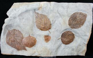 Large Plate of Paleocene Leaf Fossils - Montana #15828