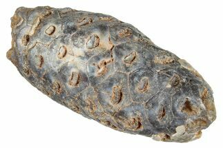 Fossil Seed Cone (Or Aggregate Fruit) - Morocco #277766