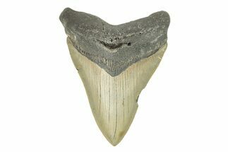 Serrated, Fossil Megalodon Tooth - North Carolina #272804