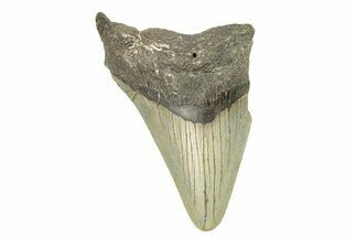Partial, Fossil Megalodon Tooth - Serrated Blade #273047