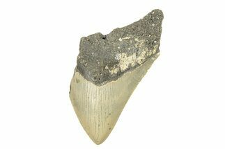 Partial, Fossil Megalodon Tooth - Serrated Blade #273048