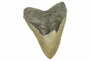 Serrated, Fossil Megalodon Tooth - North Carolina #274796