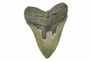 Serrated, Fossil Megalodon Tooth - North Carolina #274797