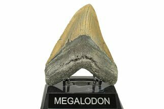 Serrated, Fossil Megalodon Tooth - North Carolina #272799