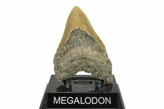 Serrated, Fossil Megalodon Tooth - North Carolina #275531