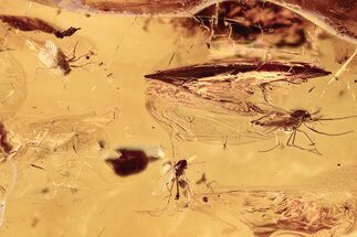 Four Detailed Fossil True Midges (Chironomidae) in Baltic Amber #278609