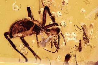 Fossil Fungus Gnat, Spider, and True Midge in Baltic Amber #278658