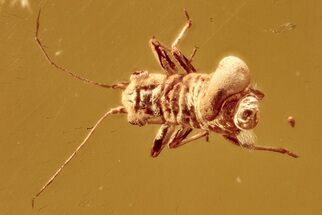 Detailed Fossil Aphid (Megapodaphis?) Nymph in Baltic Amber #278671