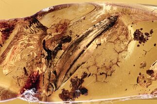 Detailed Fossil Leaf in Baltic Amber #278751
