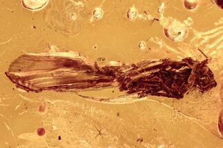 Detailed Fossil Caddisfly (Trichoptera) In Baltic Amber #278757