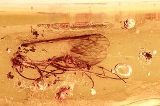 Fossil Mite (Anystoidea?) & Partial Caddisfly in Baltic Amber #278779