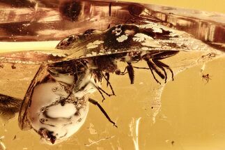 Two Fossil Black Flies (Simuliidae) In Baltic Amber #278791