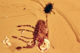 Two Detailed Fossil Mites (Acari & Trombidiidae) In Baltic Amber #278831