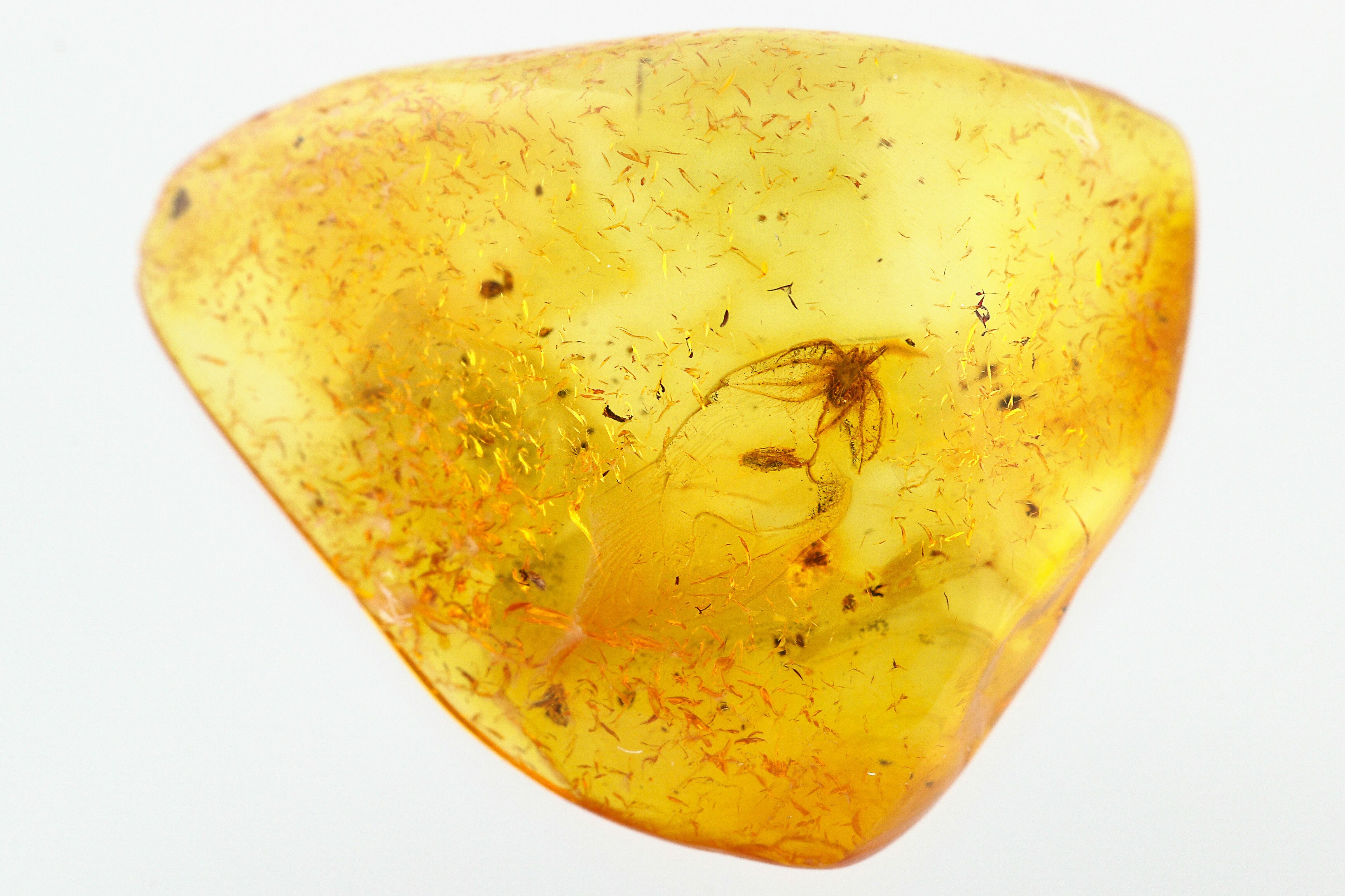 Fossil Hairy Mite (Anystoidea) Fossil in Baltic Amber (#278795) For ...