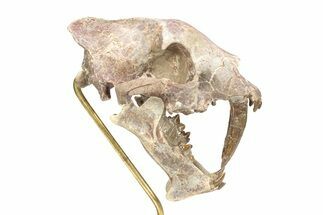 False Saber-Toothed Cat (Hoplophoneus) Skull - South Dakota #279071