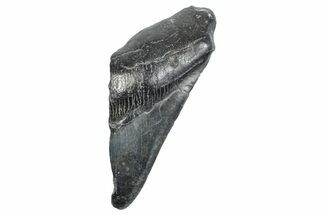 Partial Megalodon Tooth - South Carolina #272569