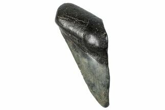 Partial Fossil Megalodon Tooth - South Carolina #272577