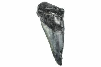 Partial Fossil Megalodon Tooth - South Carolina #272578