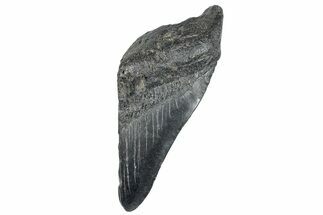 Partial Fossil Megalodon Tooth - South Carolina #272581