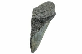 Partial Megalodon Tooth - South Carolina #272585