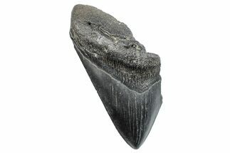 Partial Fossil Megalodon Tooth - South Carolina #272588