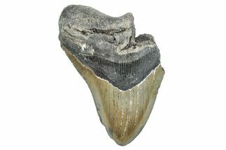 Partial, Fossil Megalodon Tooth - North Carolina #273042