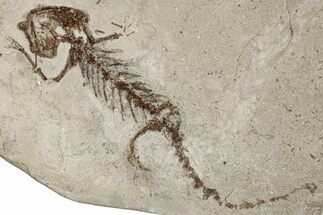 Fossil Salamander (Chelotriton) - Gračanica, Bosnia #278951