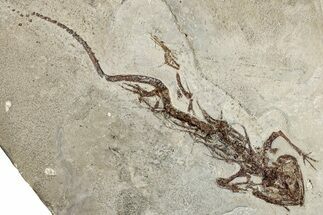 Fossil Salamander (Chelotriton) - Gračanica, Bosnia #278983