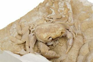Fossil Crab (Potamon) Preserved in Travertine - Turkey #279099