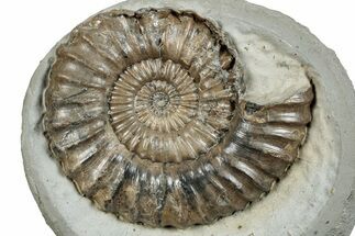 Ammonite (Androgynoceras) Fossil In Concretion - England #279128