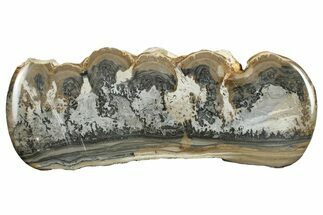 Triassic Aged Stromatolite Fossil - England #279249