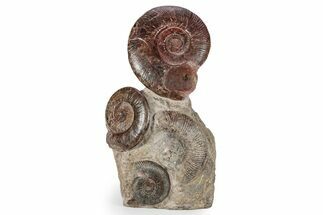 Tall, Jurassic Ammonite (Hammatoceras) Display - France #279351