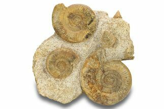Fossil Ammonite, Belemnite & Gastropod Cluster - Fresney, France #279308
