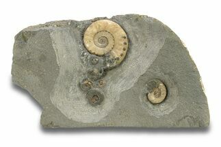Jurassic Ammonite (Microderoceras) Cluster - Charmouth, England #279468