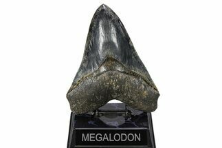 Serrated, Fossil Megalodon Tooth - Indonesia #279184