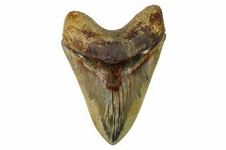 Serrated, Fossil Megalodon Tooth - Indonesia #279190