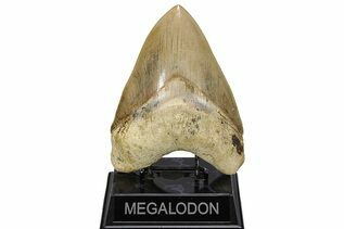 Fossil Shark Teeth For Sale