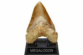 Serrated, Fossil Megalodon Tooth - Indonesia #279202